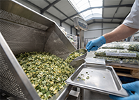 Cabbage Flakes (10mm) processing