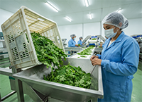 Moringa Leaves processing